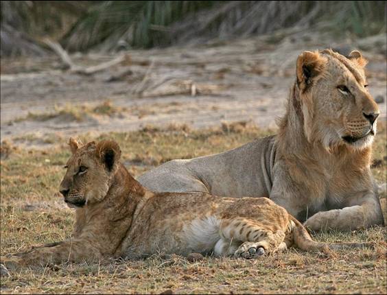 Africa Nature Animals (12)
